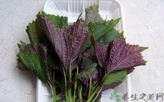 老鼠瓜能配紫苏吃吗视频,探寻传统美食的养生奥秘