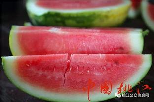 快乐的吃瓜怎么做视频