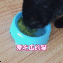 猫咪喝水吃瓜视频,喝水吃瓜两不误，萌态十足！