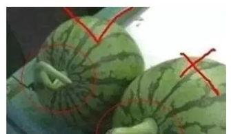 小瓜如何吃最好视频,视频教你轻松解锁最佳食用技巧