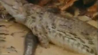 鳄鱼吃瓜搞笑视频下载,萌宠鳄鱼上演“吃瓜”大作战