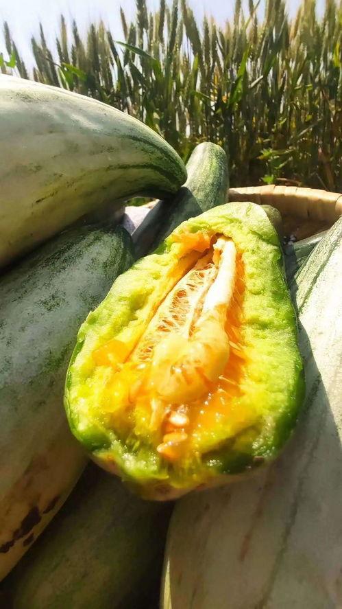 做一个吃瓜的视频号