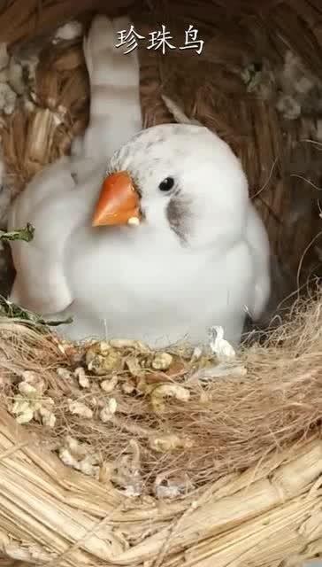 珍珠鸟吃瓜视频大全下载