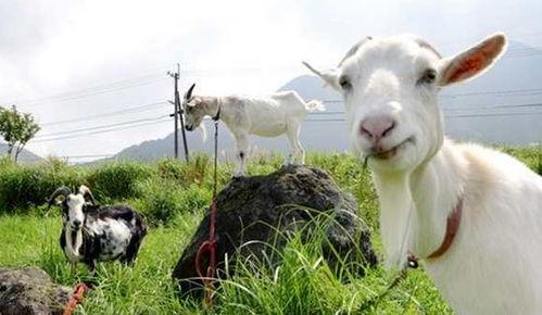 什么瓜适合山羊吃呢视频,山羊适宜食用的瓜类品种大盘点