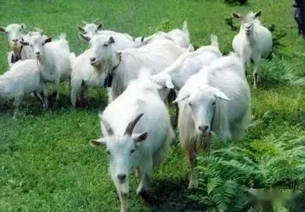 什么瓜适合山羊吃呢视频,山羊适宜食用的瓜类品种大盘点