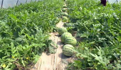 吃瓜骗局大全图片视频播放