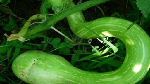 吃蛇瓜声控视频,揭秘蛇瓜视频中的神秘吃瓜体验