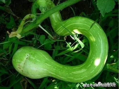 吃蛇瓜声控视频,揭秘蛇瓜视频中的神秘吃瓜体验