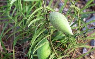 瓢瓜能晒干冬天吃吗视频,揭秘瓢瓜晒干储存的神奇方法