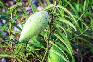 瓢瓜能晒干冬天吃吗视频,揭秘瓢瓜晒干储存的神奇方法