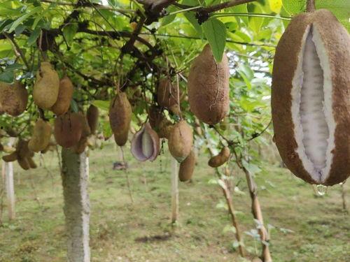 八月瓜怎么做吃的视频教程,轻松学会的养生佳肴教程