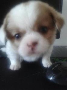 呆瓜小狗吃鸡蛋视频,趣味十足萌态百出