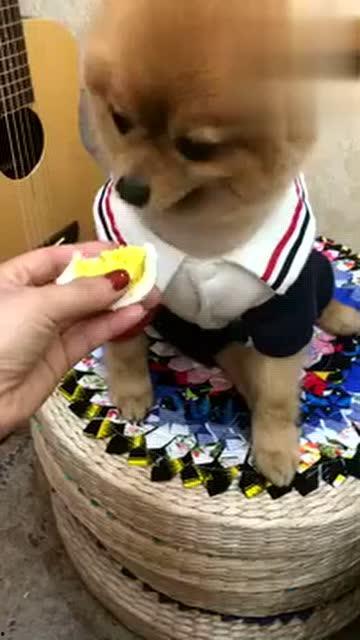 呆瓜小狗吃鸡蛋视频,趣味十足萌态百出