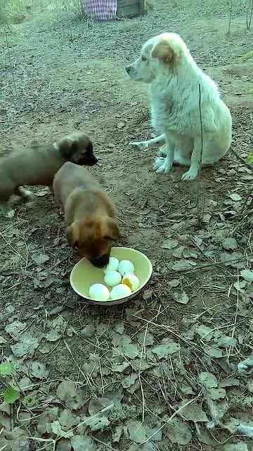 呆瓜小狗吃鸡蛋视频,趣味十足萌态百出