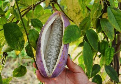 孩子怎么吃八月瓜视频,孩子喜爱的健康零食视频教程