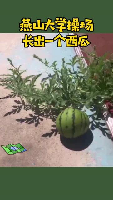 燕山大学吃瓜视频哪里看,热门校园瞬间大公开