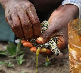 毛毛虫吃瓜视频,一场视觉与味觉的双重盛宴