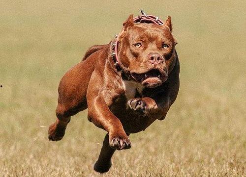 比特犬吃猪瓜好吗视频播放,一场意想不到的味蕾冒险