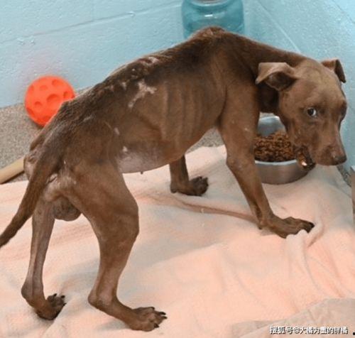 比特犬吃猪瓜好吗视频播放,一场意想不到的味蕾冒险