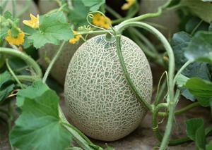 唐山的人吃哈密瓜好吗视频,甜蜜滋味，地域风情碰撞