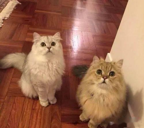 金吉拉吃哈密瓜吗好吗视频,美味还是不适？