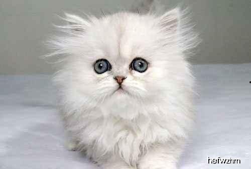 金吉拉吃哈密瓜吗好吗视频,美味还是不适？