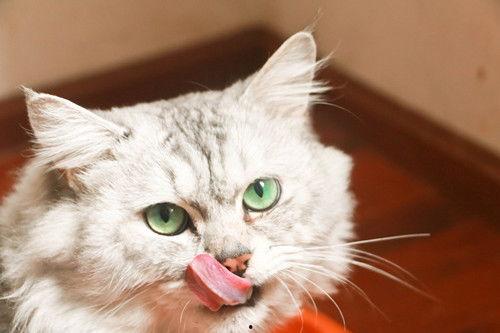 金吉拉吃哈密瓜吗好吗视频,美味还是不适？