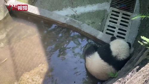 大熊猫吃瓜小视频下载,可爱瞬间引网友热议