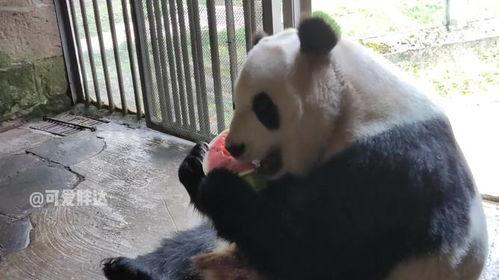 大熊猫吃瓜小视频下载,可爱瞬间引网友热议