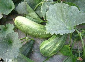 酥瓜叶子可以吃吗视频,揭秘可食用蔬菜的新发现