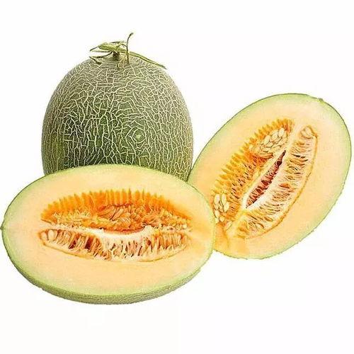 老鼠吃哈密瓜叶子视频,揭秘哈密瓜叶子的美味诱惑