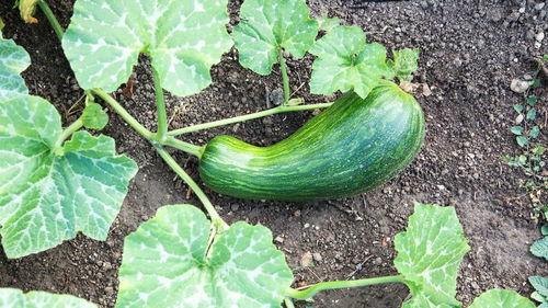 吃瓠瓜好放屁正常吗视频