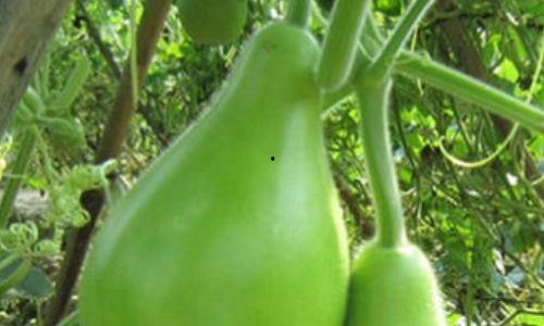 吃瓠瓜好放屁正常吗视频